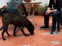 Sharpi en su nuevo hogar
